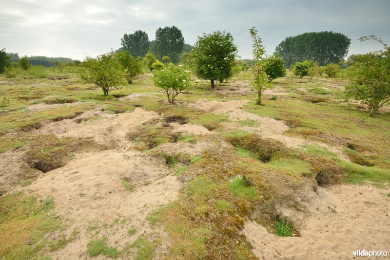 Wijmeers