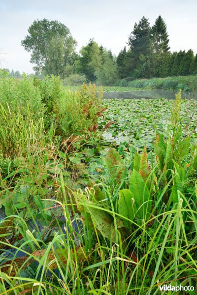 Oude Schelde aan de Scherenmeersen