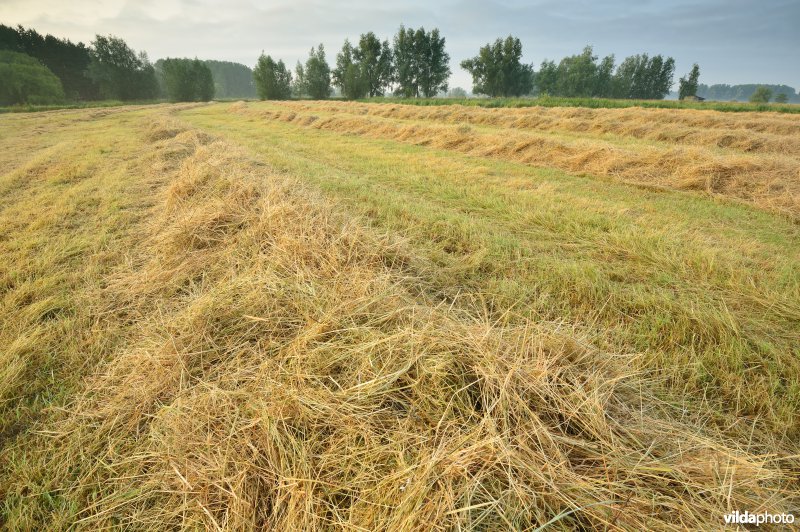 Hooilanden in de Scherenmeersen