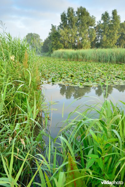 Oude Schelde aan de Scherenmeersen