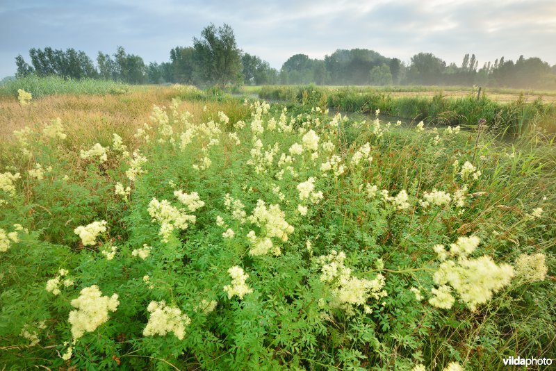 Scherenmeersen