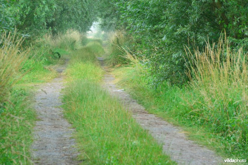 Scherenmeersen