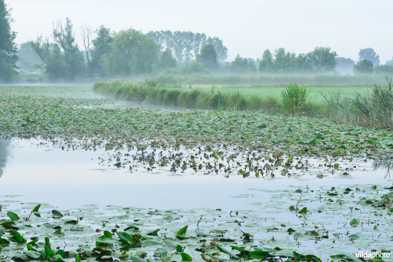 Oude Schelde aan de Scherenmeersen