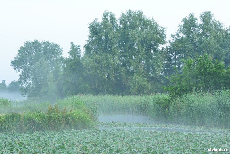 Oude Schelde aan de Scherenmeersen