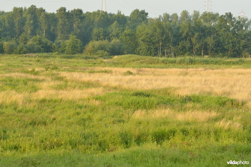 Grote vijver Noord