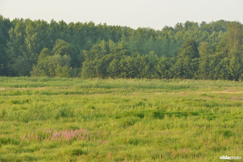 Grote vijver Noord