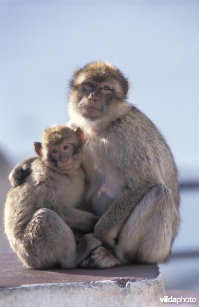 Makaken op Gibraltar