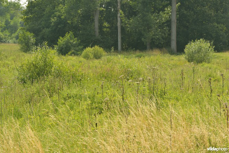 Vallei Zammelsbroek
