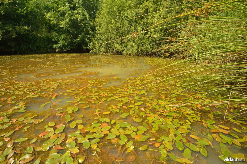 Natuurreservaat Zammelsbroek