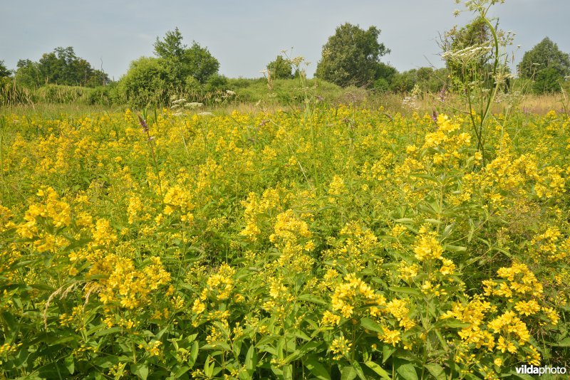 Natuurreservaat Zammelsbroek