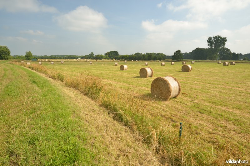 Graslanden langs de Grote Nete