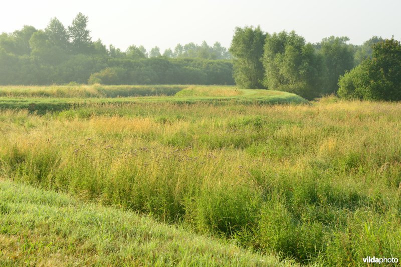 Graslanden langs de Grote Nete