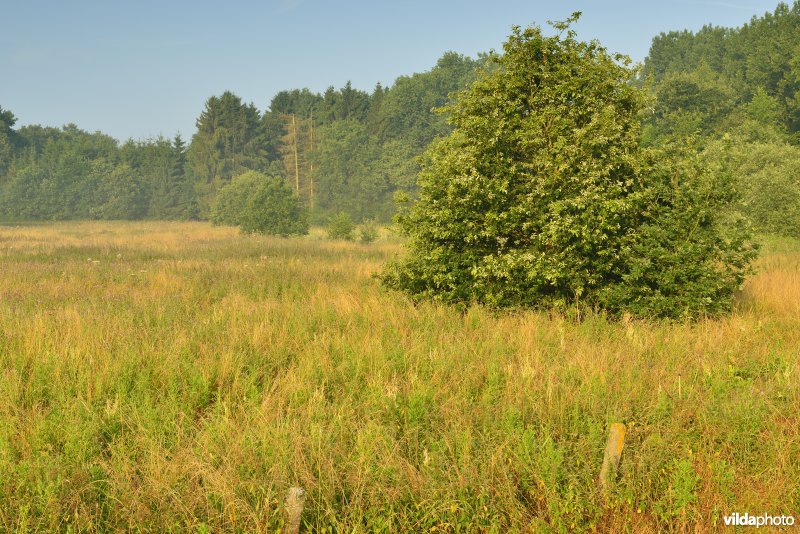 Graslanden langs de Grote Nete