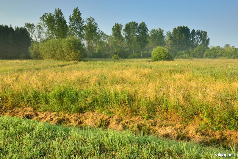 Graslanden langs de Grote Nete