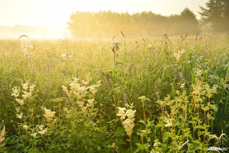 Moerasspirearuigtes langs de Grote Nete