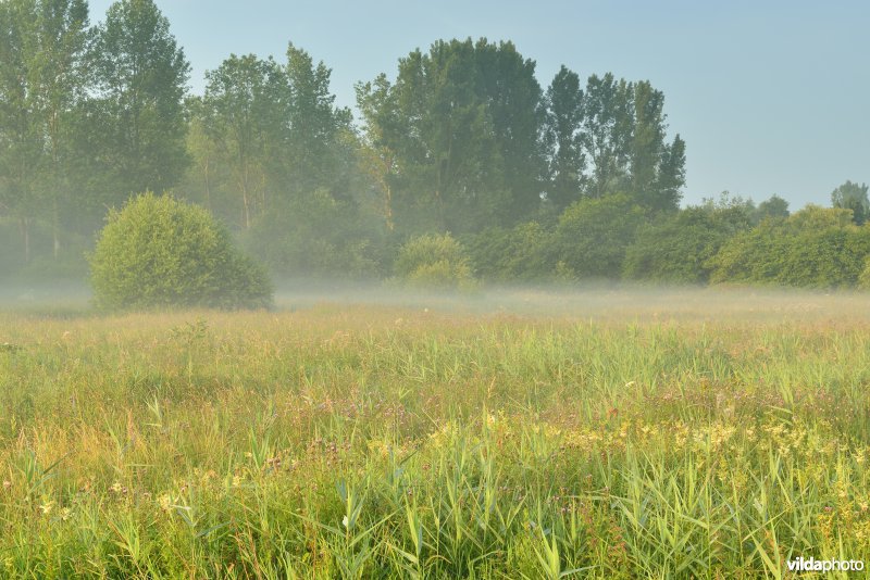 Graslanden langs de Grote Nete