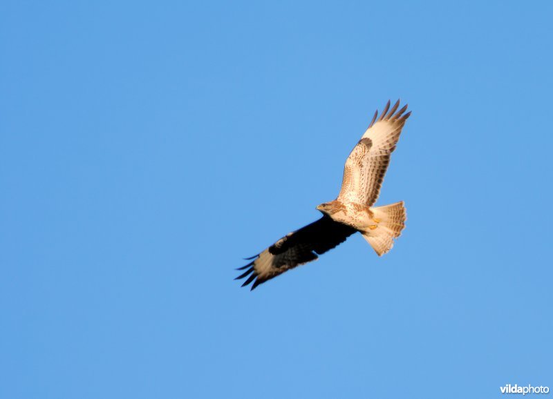 Vliegende buizerd