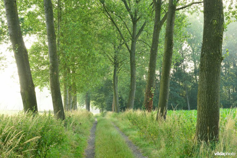 Schouselbroek