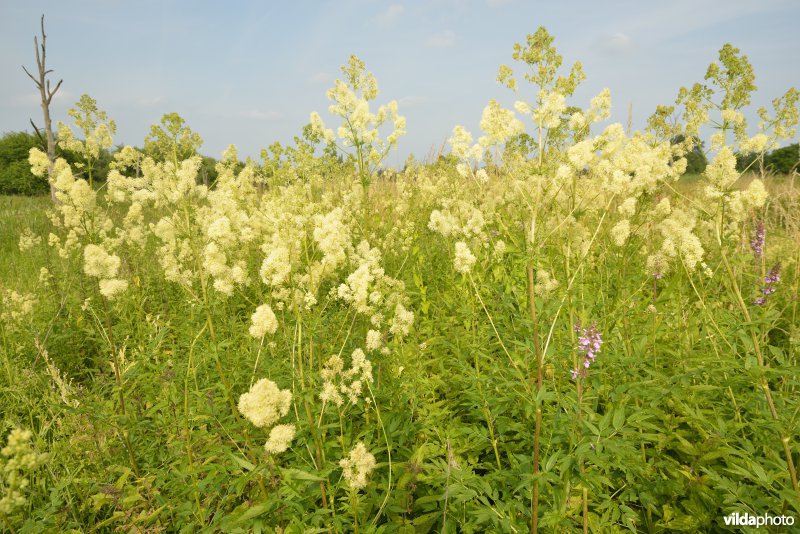 Natuurreservaat Zammelsbroek