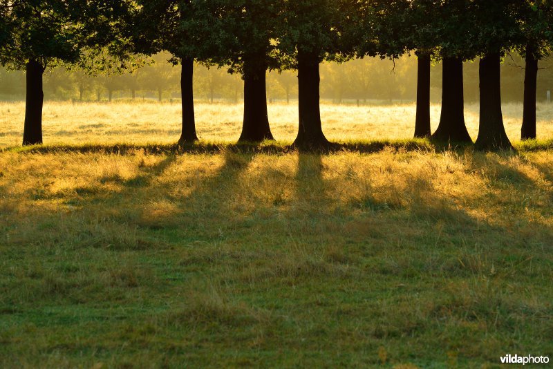 Rij van Zomereiken langs de Grote Nete