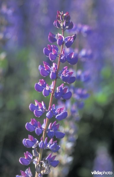 Vaste Lupine