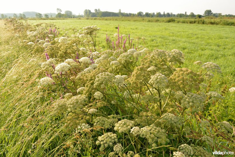 Weijmeerbroek