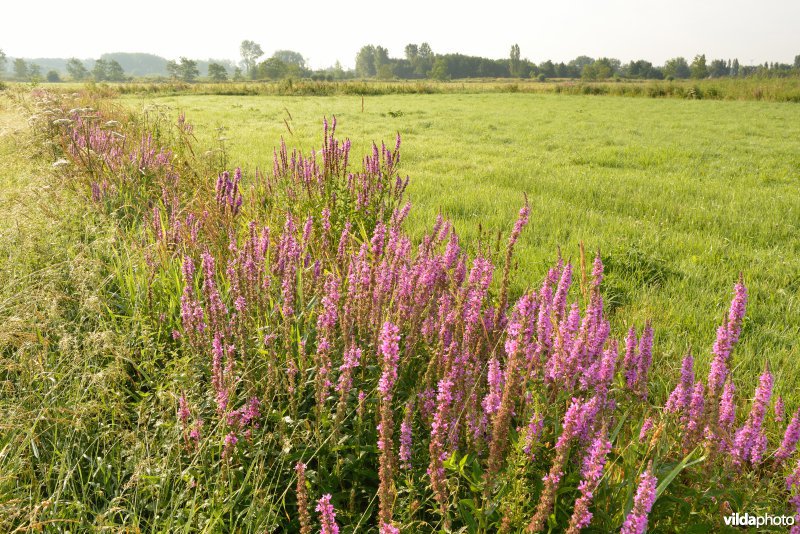 Weijmeerbroek