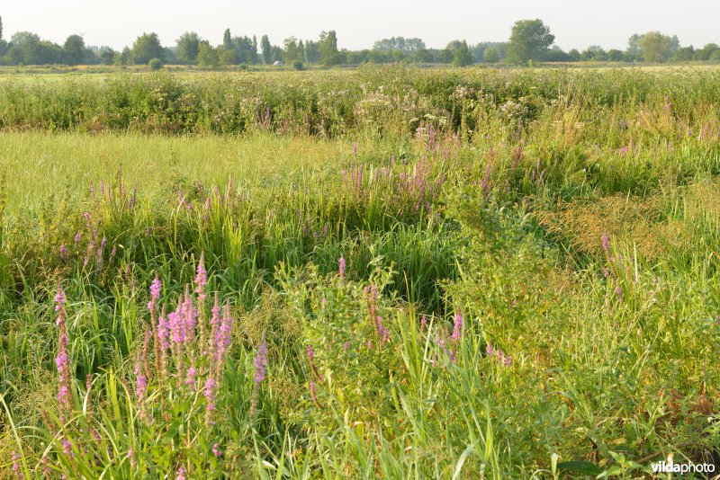 Weijmeerbroek