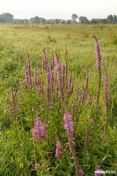 Weijmeerbroek