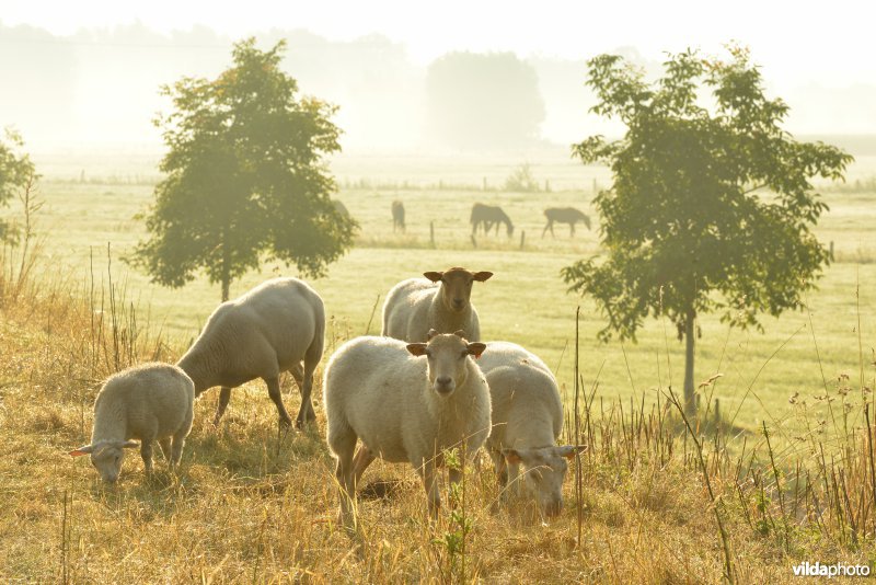 Dijkbegrazing door schapen