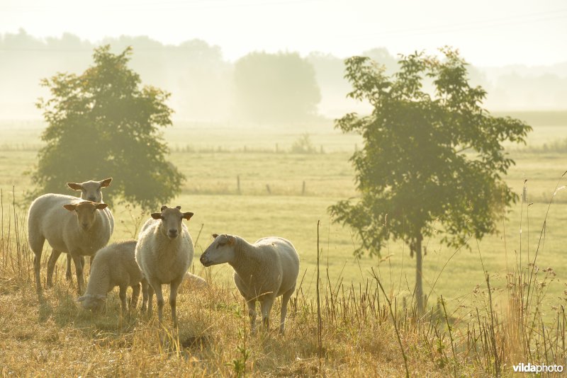 Dijkbegrazing door schapen