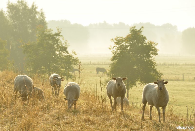 Dijkbegrazing door schapen