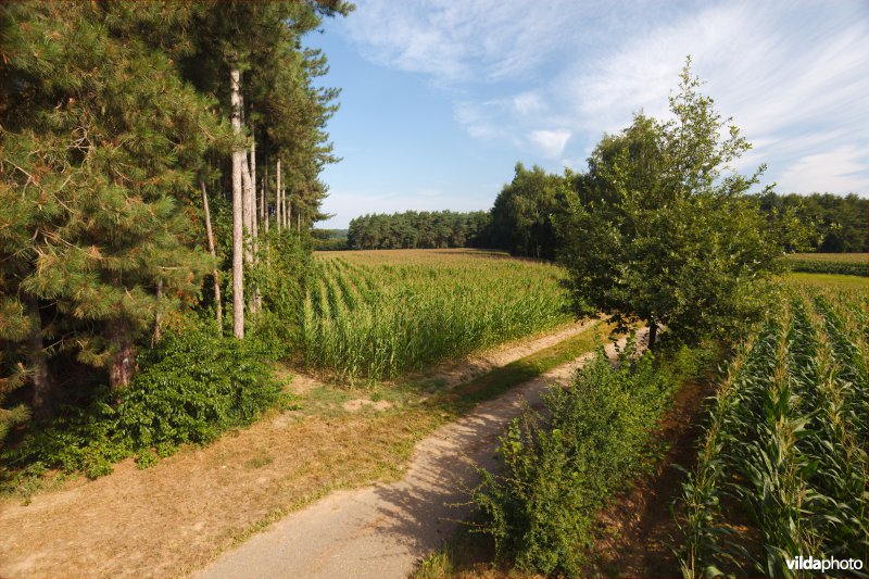 Akkers tussen de bossen