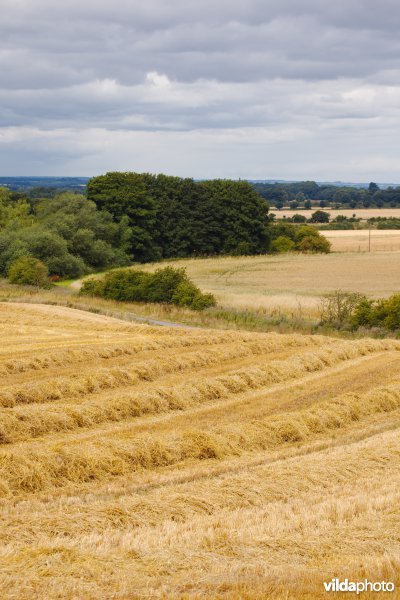 Gevarieerd landbouwlandschap