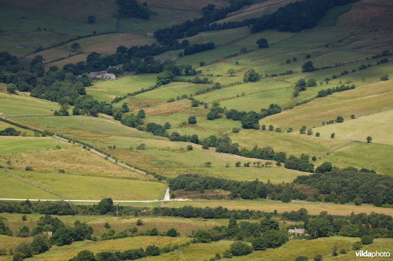 Houtkanten in de heuvels van het Peak District