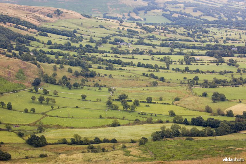 Houtkanten in de heuvels van het Peak District