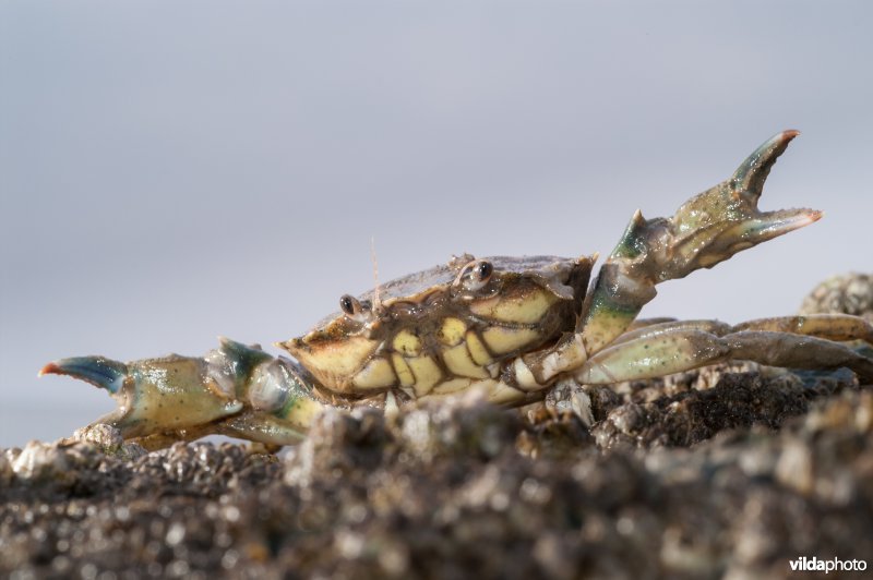 Dreigende strandkrab op steen tussen zeepokken