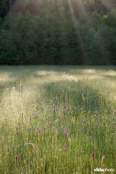 Orchideëenweelde