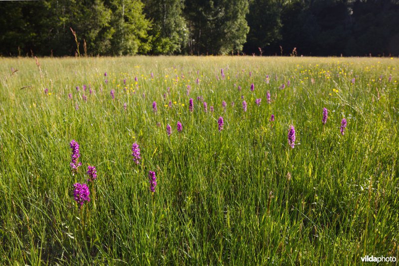 Orchideëenweelde