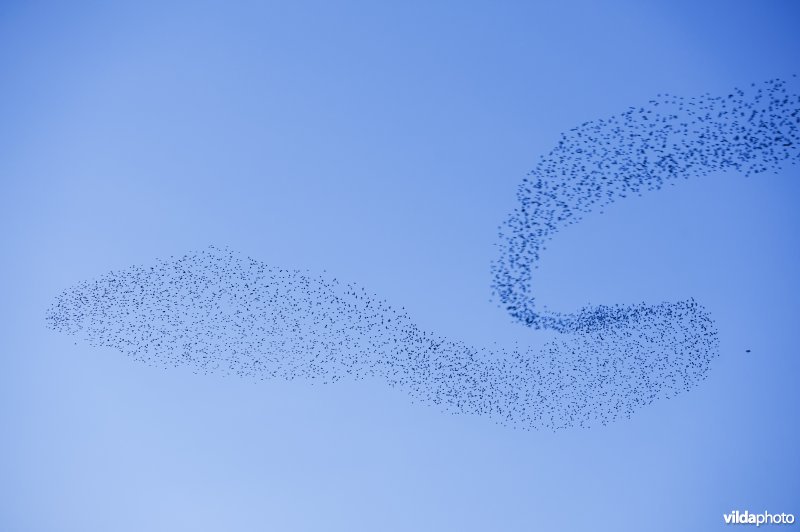 Een grote vlucht spreeuwen