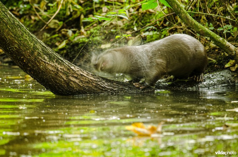 Otter schudt zich uit