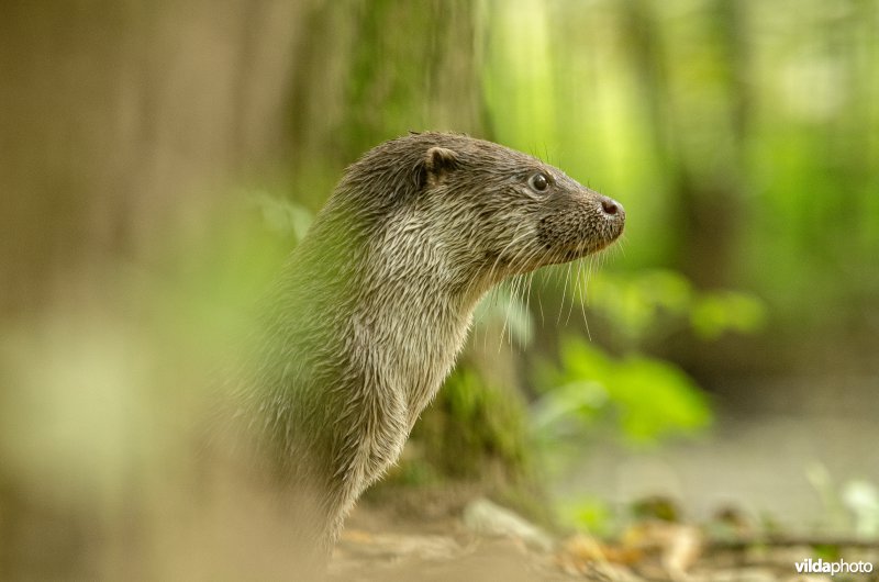 Otter