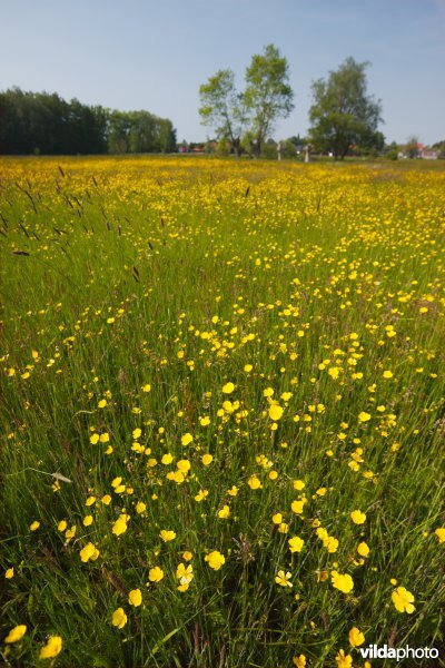 Bloemrijk grasland