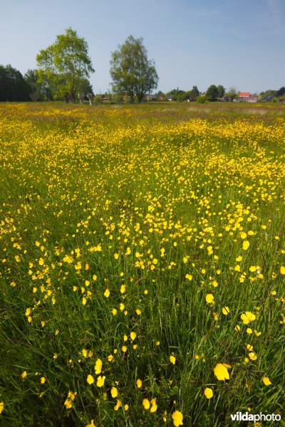 Bloemrijk grasland