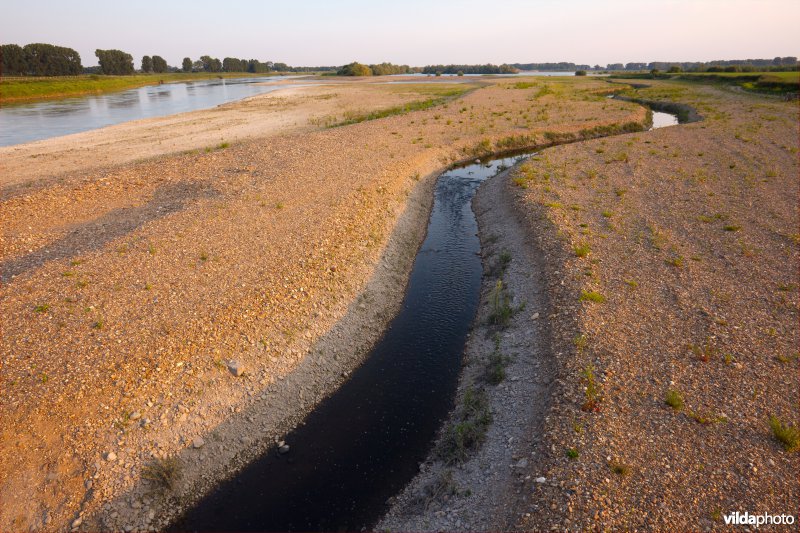 Nieuwe natuur langs de Maas