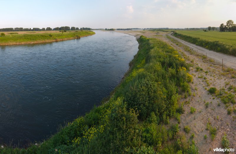 Nieuwe natuur langs de Maas