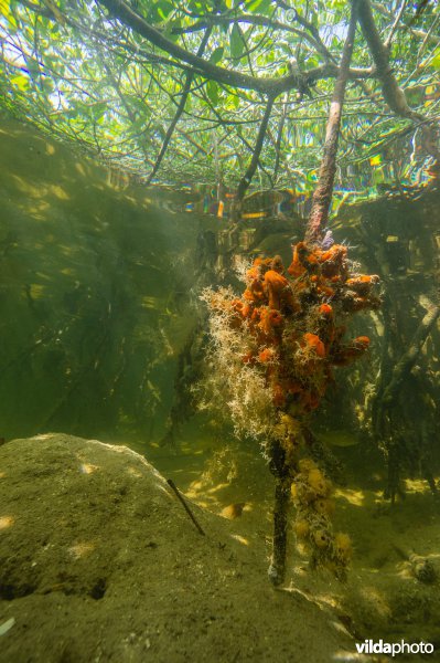 Mangrovewortels met oranje spons