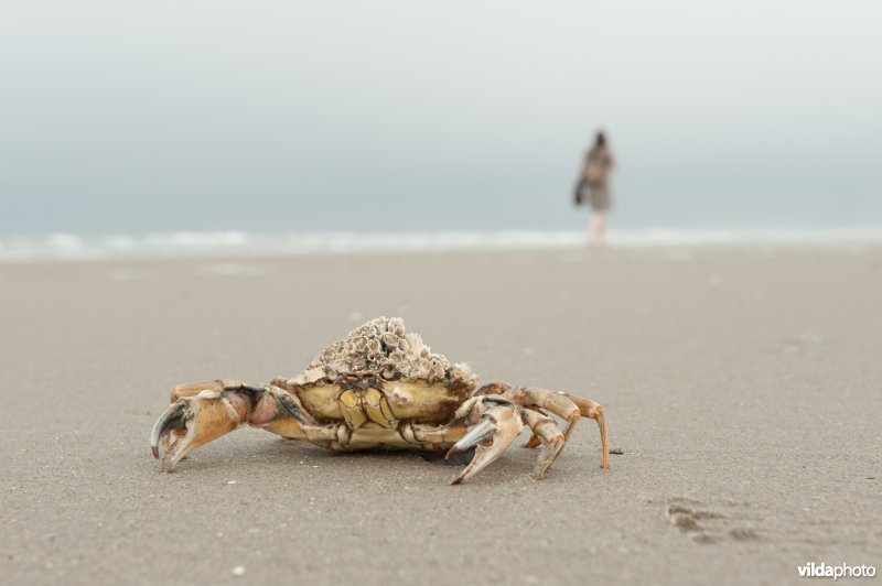 Strandkrab en strandwandelaar