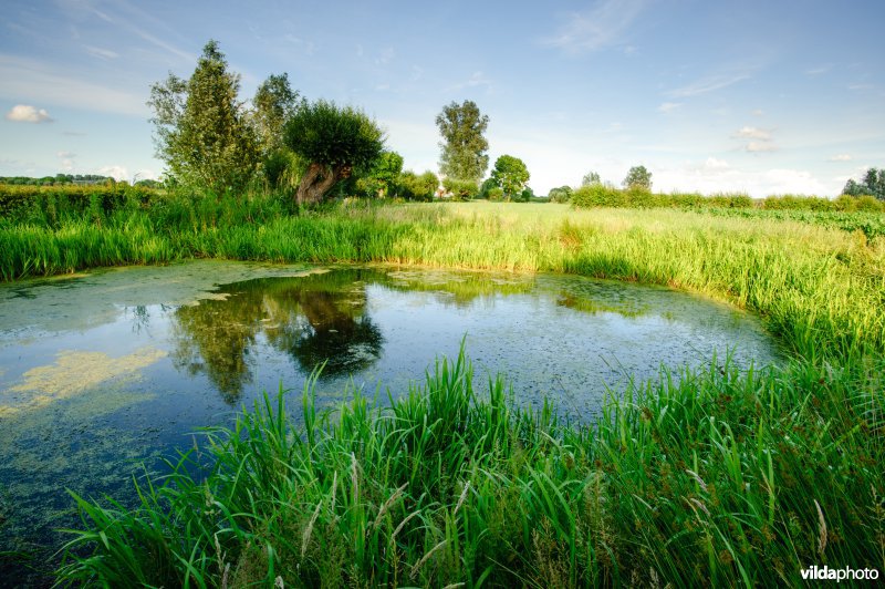Een poel met knotwilgen in een akker- en weidelandschap in de IJsselvallei bij Voorst
