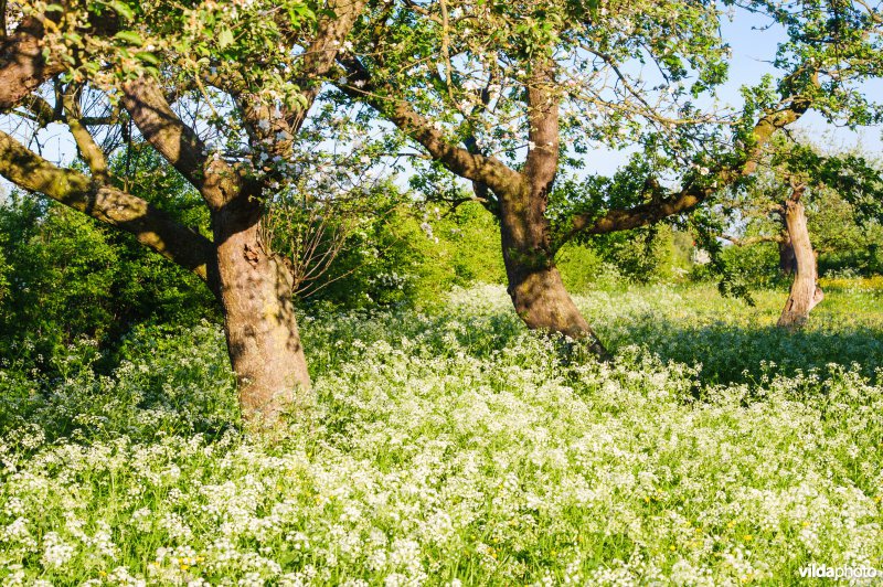 Oude boomgaard met hoogstam-fruitbomen